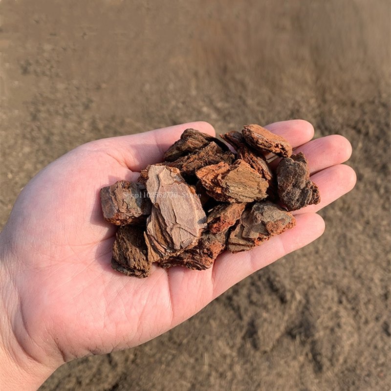 500g kulit kayu pinus fermenta - Roots Nutrition & Fitness Inglewood Photos ulasan dan harga